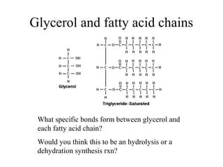 Glycerol and fatty acid chains
What specific bonds form between glycerol and
each fatty acid chain?
Would you think this to be an hydrolysis or a
dehydration synthesis rxn?
 