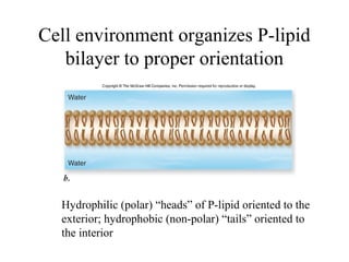 Cell environment organizes P-lipid
bilayer to proper orientation
Hydrophilic (polar) “heads” of P-lipid oriented to the
exterior; hydrophobic (non-polar) “tails” oriented to
the interior
 