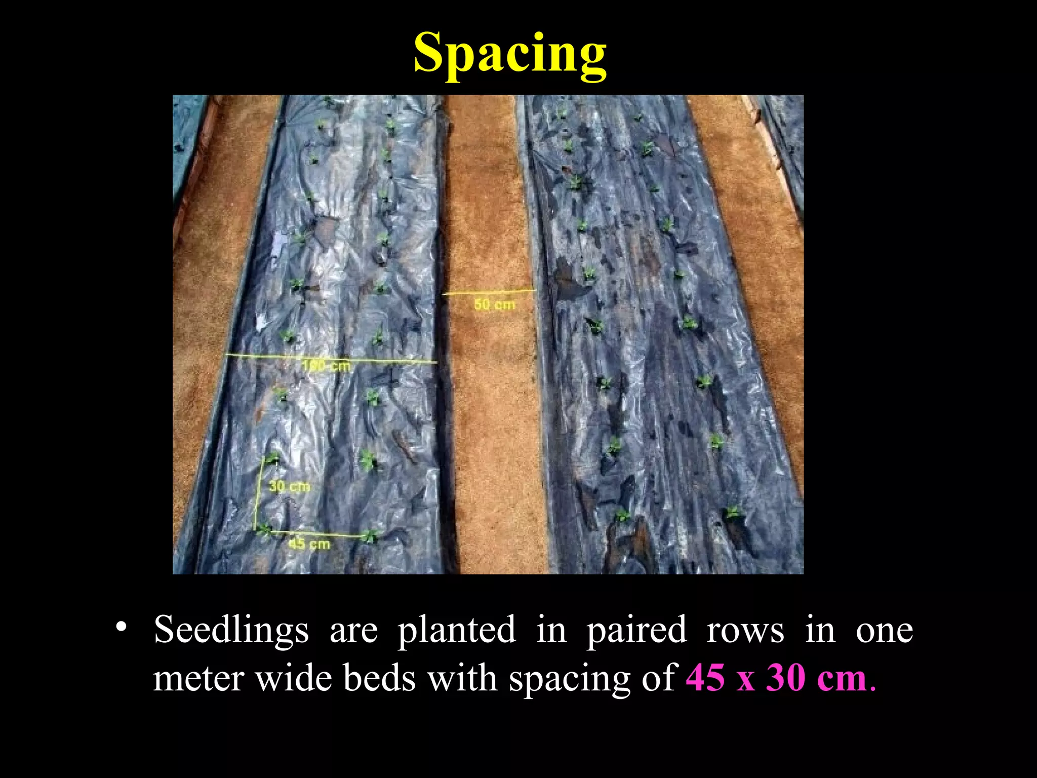 Spacing
• Seedlings are planted in paired rows in one
meter wide beds with spacing of 45 x 30 cm.
 