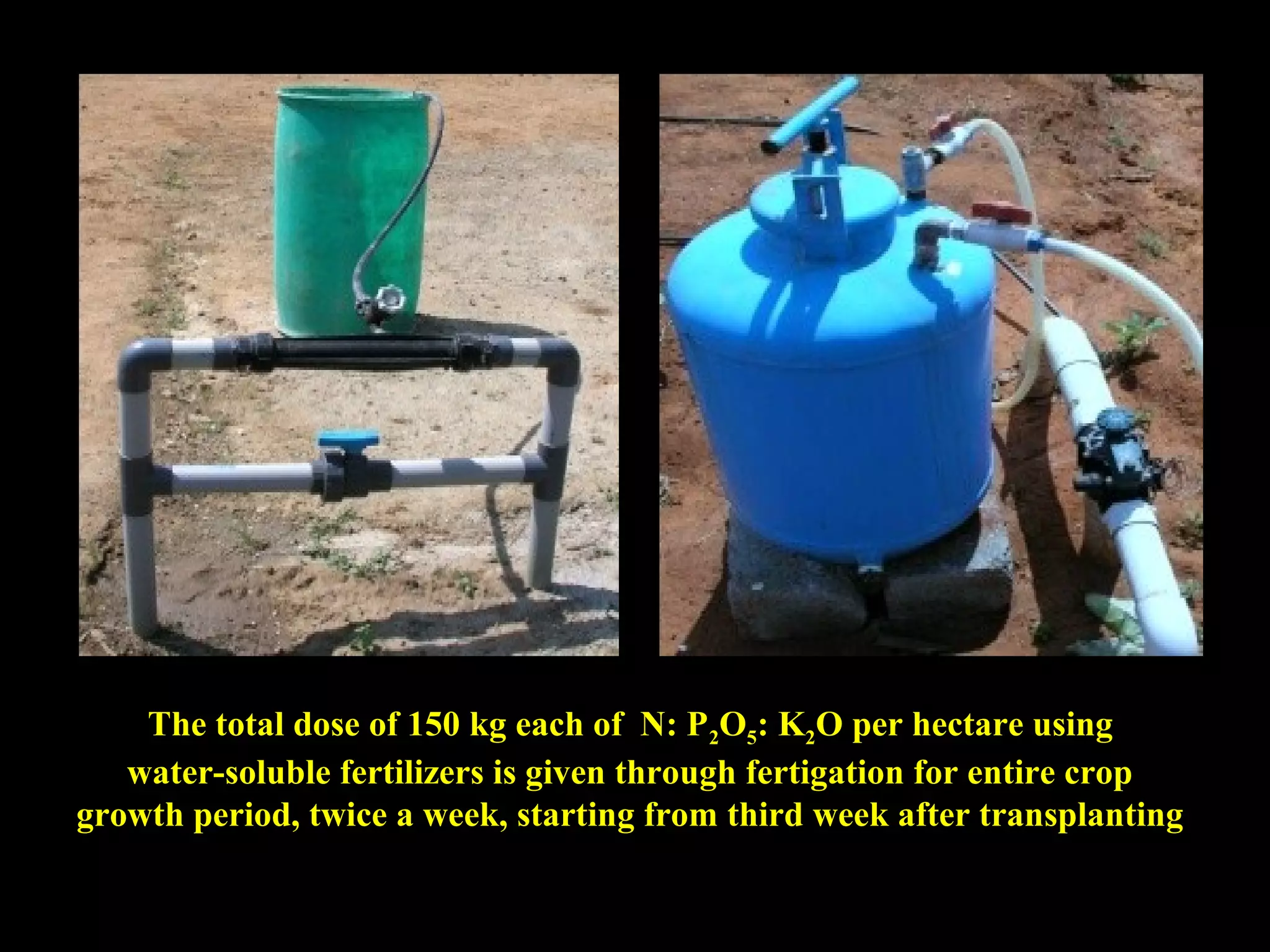 The total dose of 150 kg each of N: P2O5: K2O per hectare using
water-soluble fertilizers is given through fertigation for entire crop
growth period, twice a week, starting from third week after transplanting
 