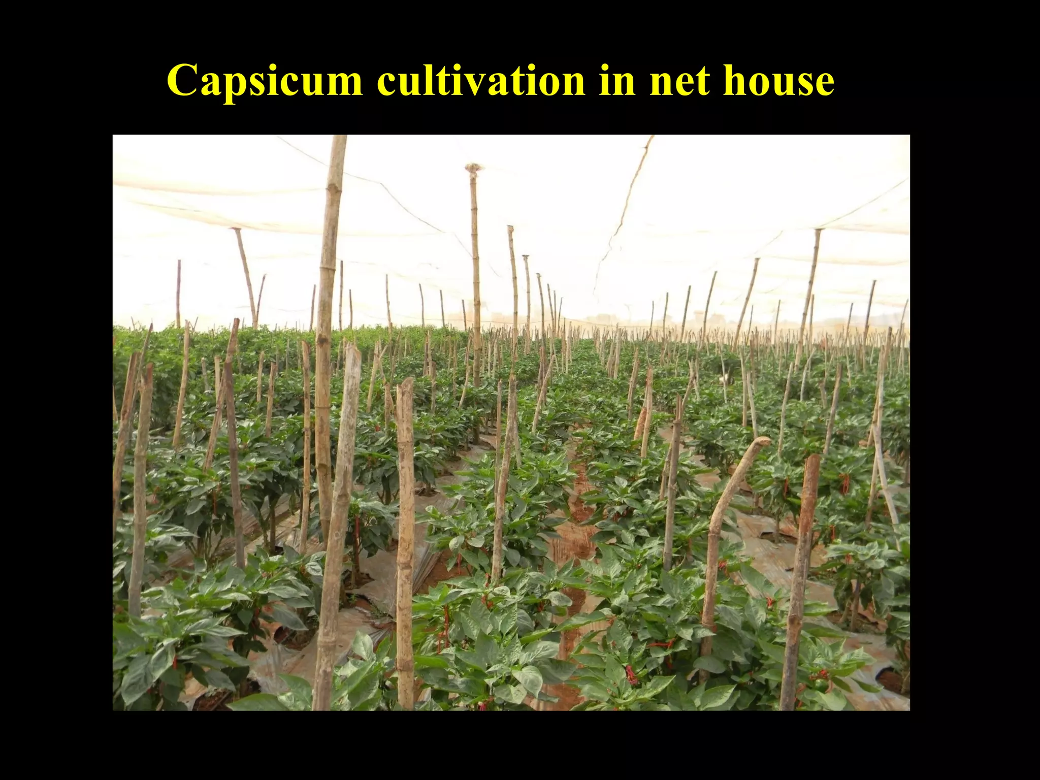 Capsicum cultivation in net house
 