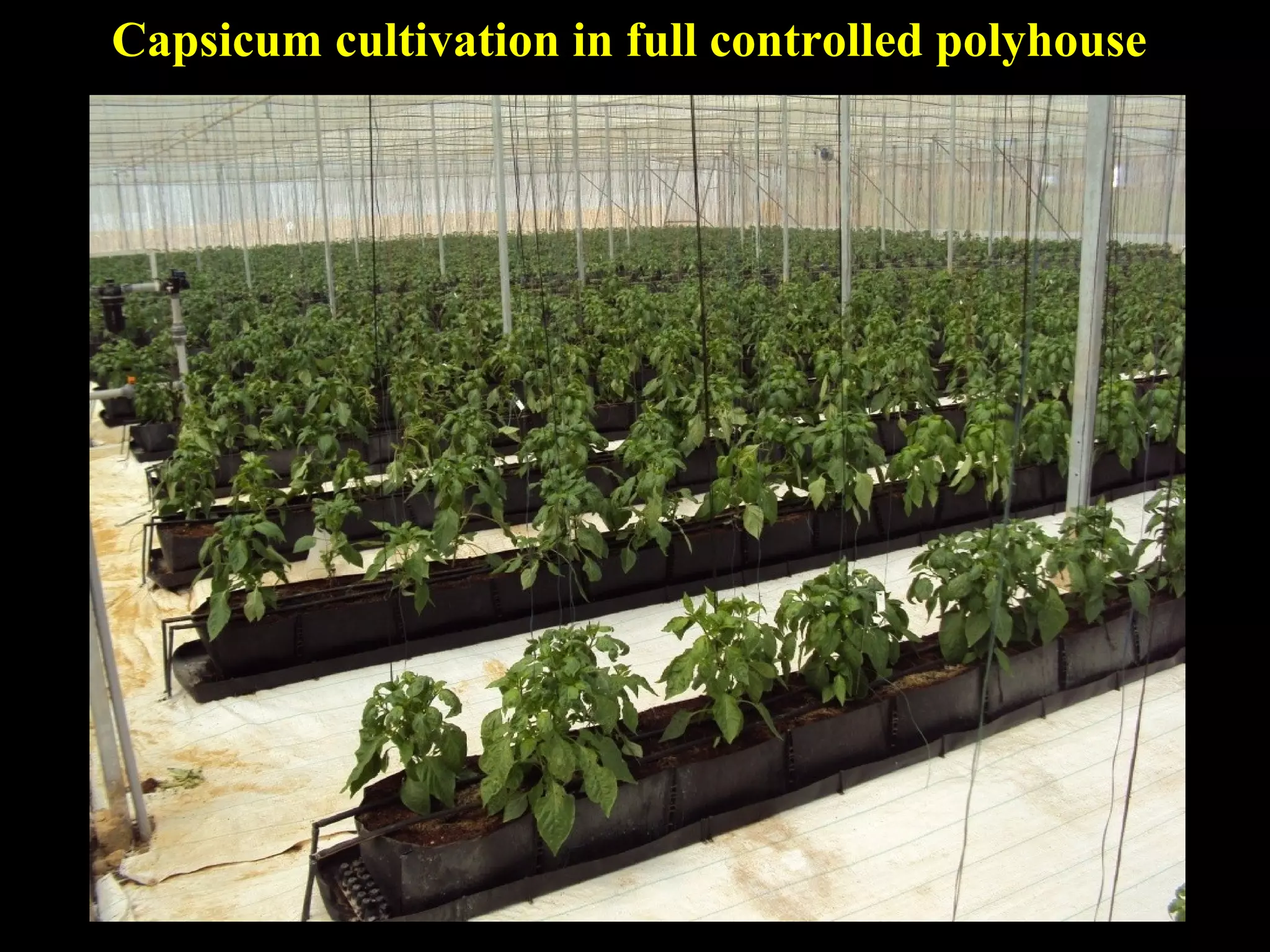 Capsicum cultivation in full controlled polyhouse
 