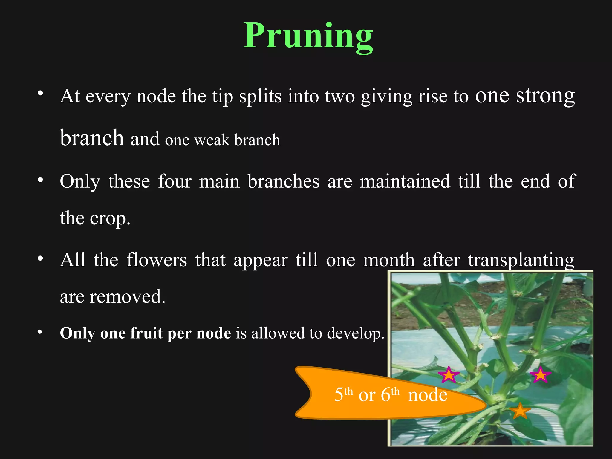 Pruning
• At every node the tip splits into two giving rise to one strong
branch and one weak branch
• Only these four main branches are maintained till the end of
the crop.
• All the flowers that appear till one month after transplanting
are removed.
• Only one fruit per node is allowed to develop.
5th
or 6th
node
 