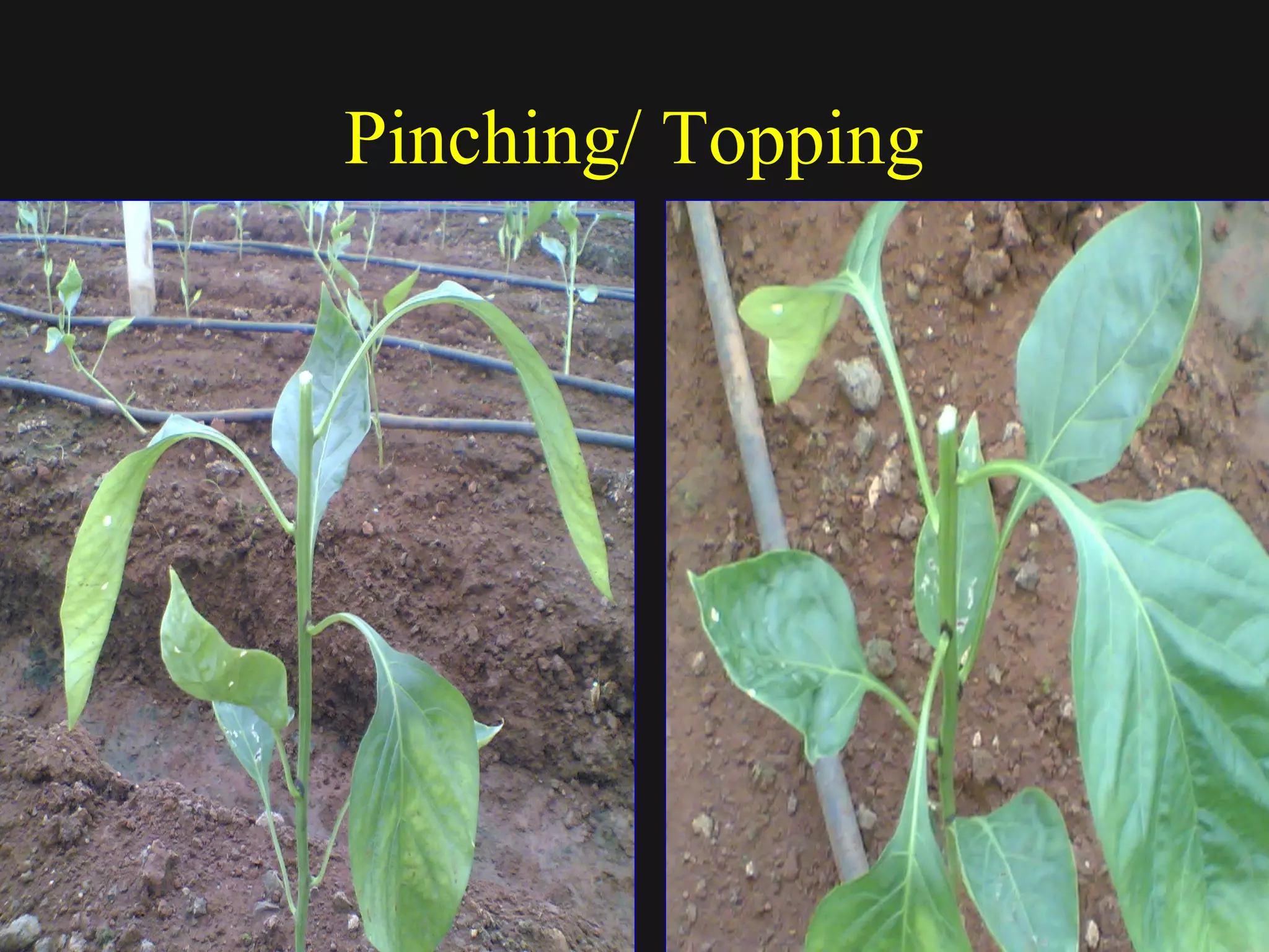 Pinching/ Topping
 
