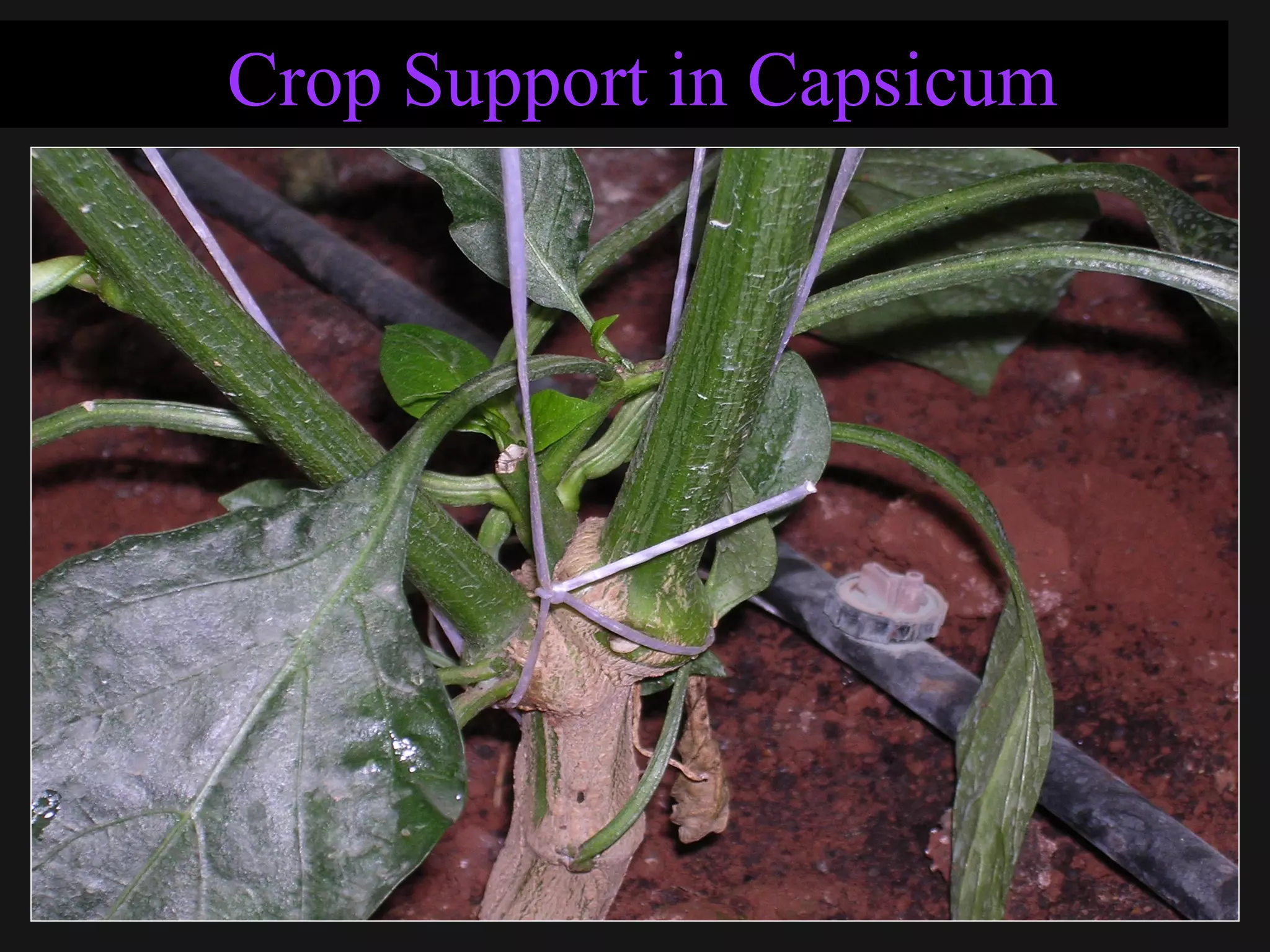 Crop Support in Capsicum
 