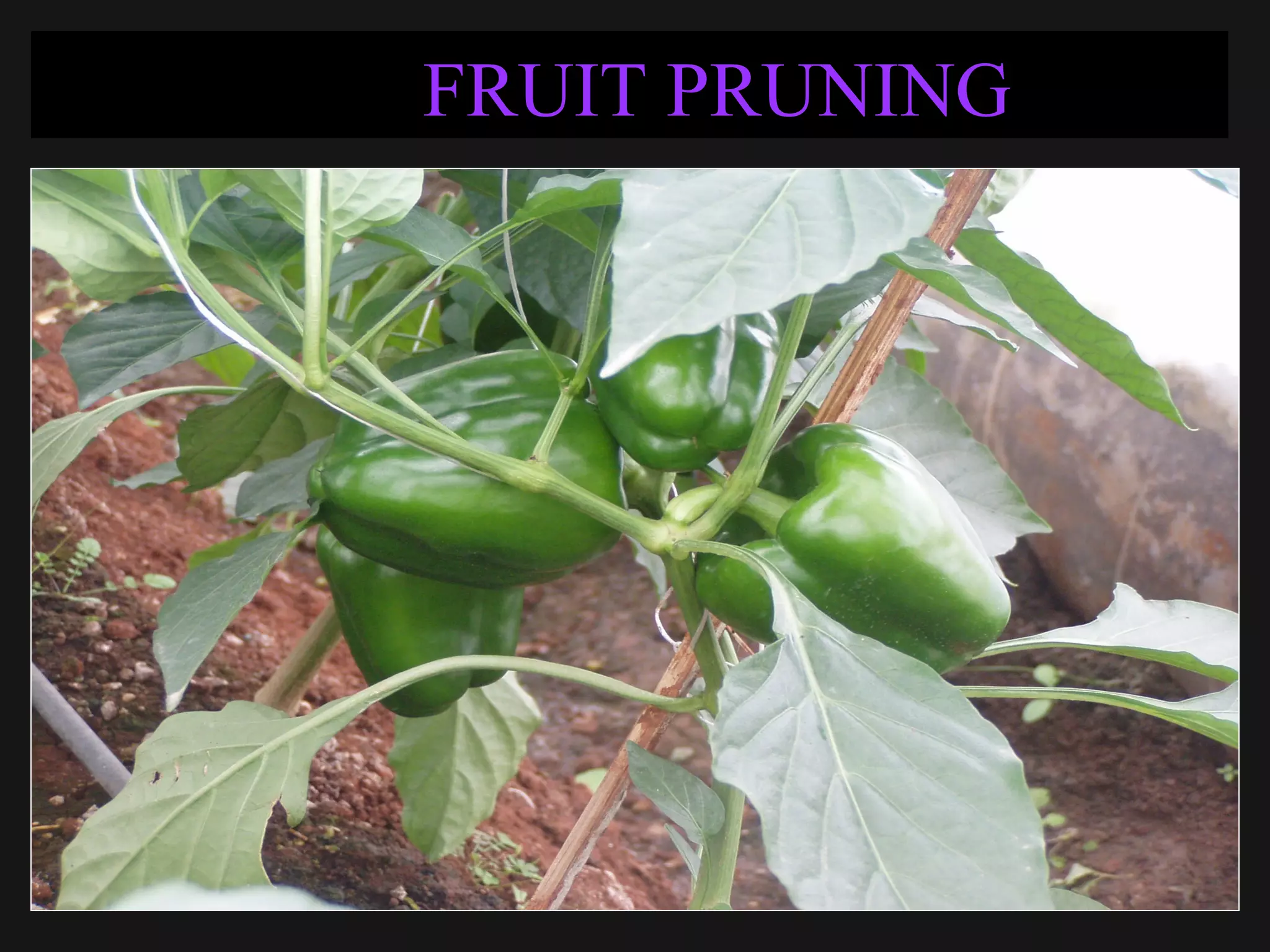 FRUIT PRUNING
 