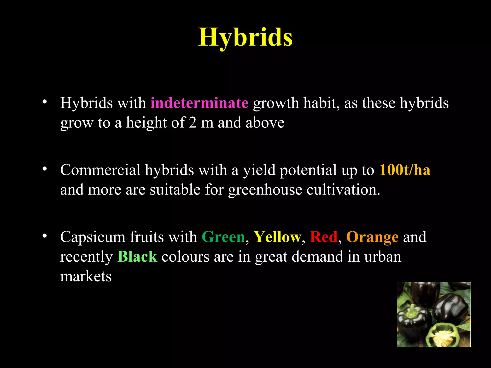 Hybrids
• Hybrids with indeterminate growth habit, as these hybrids
grow to a height of 2 m and above
• Commercial hybrids with a yield potential up to 100t/ha
and more are suitable for greenhouse cultivation.
• Capsicum fruits with Green, Yellow, Red, Orange and
recently Black colours are in great demand in urban
markets
 