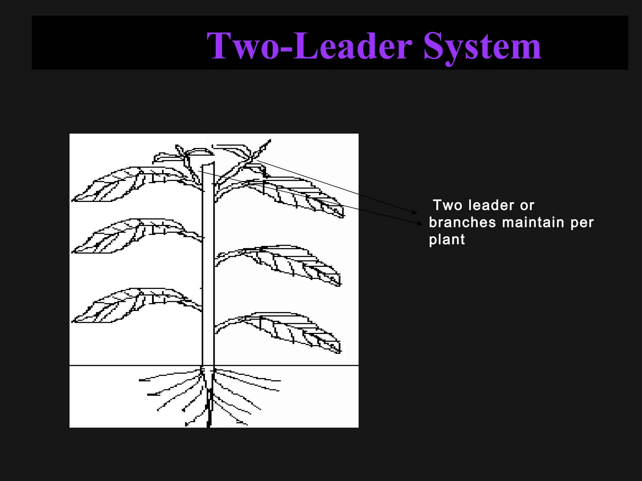 Two-Leader System
Two leader or
branches maintain per
plant
 