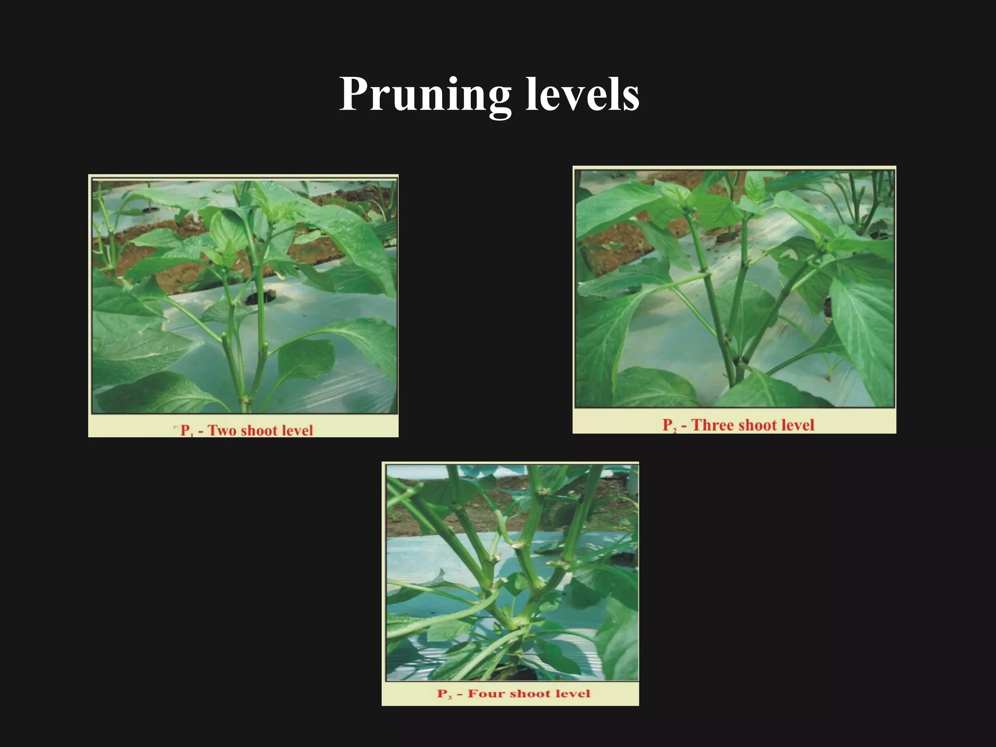 Pruning levels
 