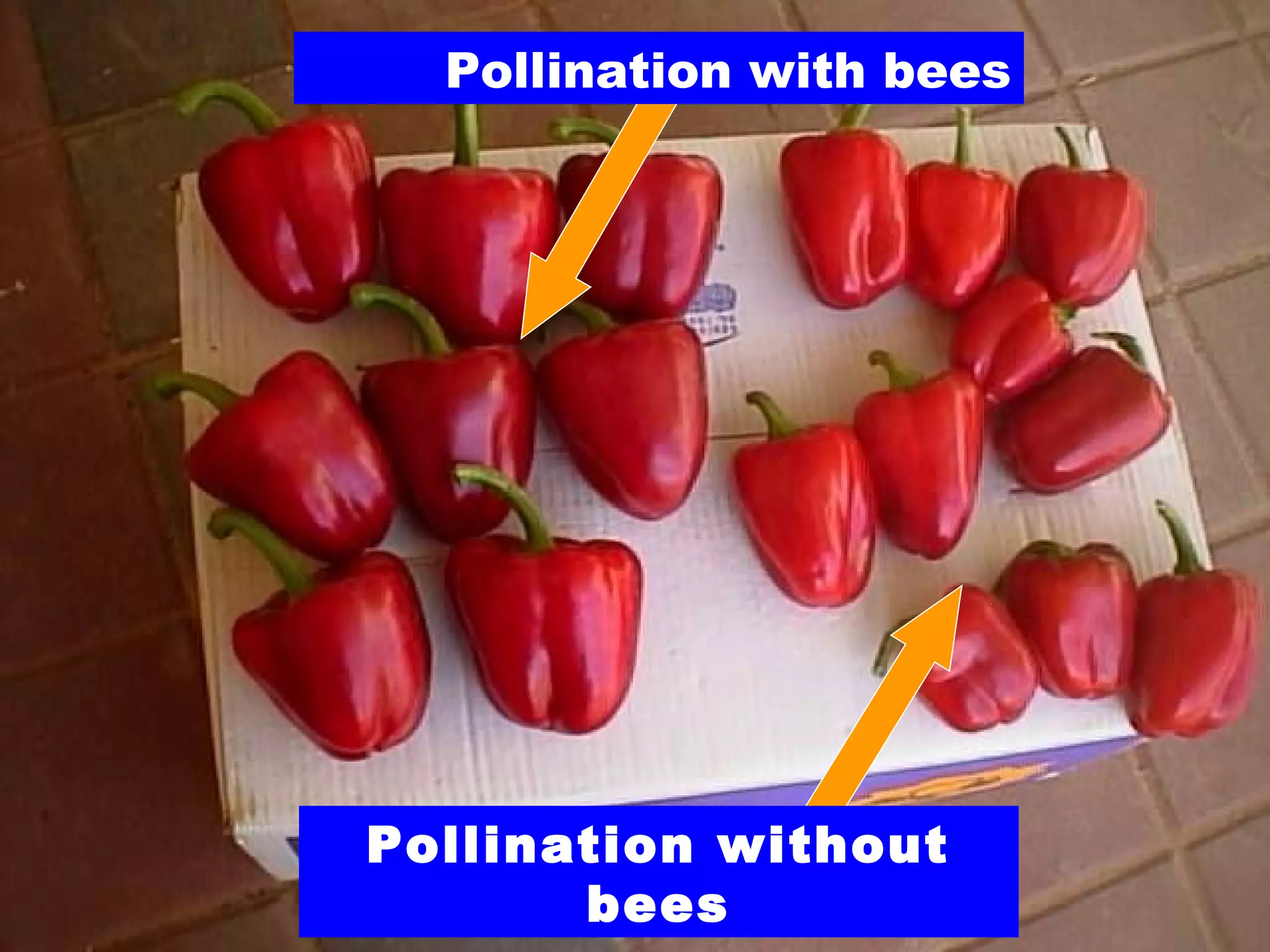 Pollination without
bees
Pollination with bees
 