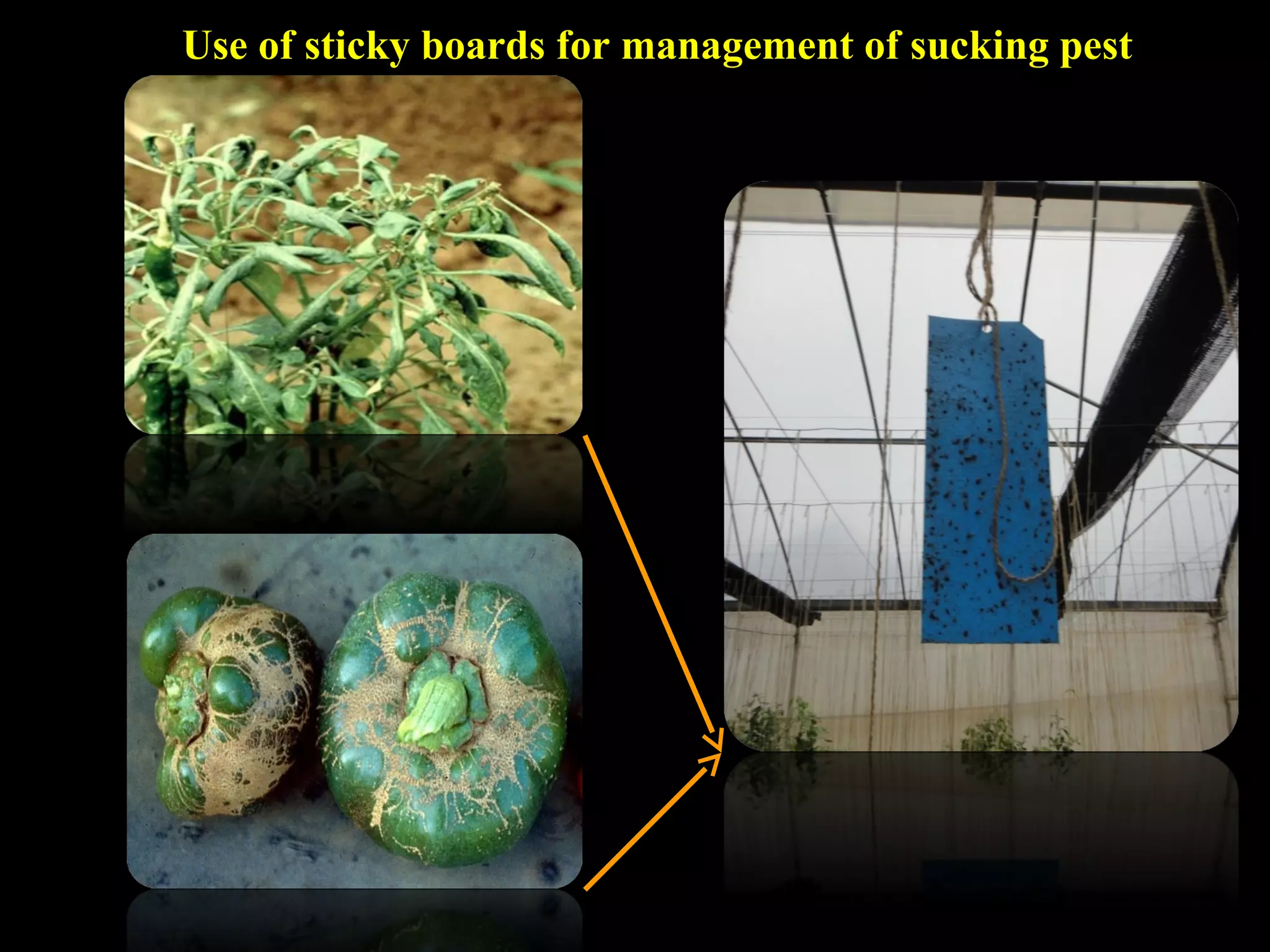 Use of sticky boards for management of sucking pest
 