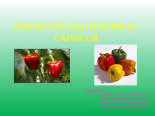 PROTECTED CULTIVATION OF
CAPSICUM
Submitted by
S.ADHIYAMAAN (2017603401)
I-M.Sc. VEGETABLE SCIENCE
DEPT. OF VEGETABLE CROPS
HC & RI, TNAU, CBE.- 641 003
 