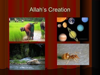 Allah’s CreationAllah’s Creation
 