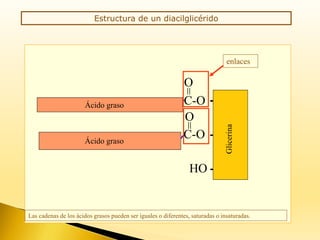 Estructura de un diacilglicérido
HO
CH2
CH
CH2
C-O
=
O
C-O
=
O
Glicerina
Ácido graso
Ácido graso
enlaces
Las cadenas de los ácidos grasos pueden ser iguales o diferentes, saturadas o insaturadas.
 