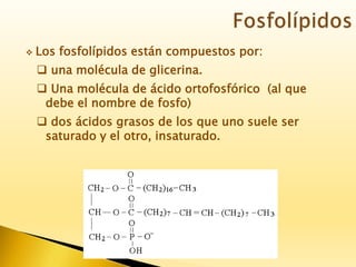  Los fosfolípidos están compuestos por:
 una molécula de glicerina.
 Una molécula de ácido ortofosfórico (al que
debe el nombre de fosfo)
 dos ácidos grasos de los que uno suele ser
saturado y el otro, insaturado.
 