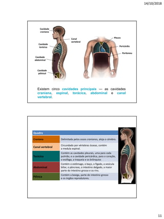 14/10/2018
11
Existem cinco cavidades principais — as cavidades
craniana, espinal, torácica, abdominal e canal
vertebral.
Cavidade
craniana
Cavidade
torácica
Cavidade
abdominal
Cavidade
pélvical
Canal
vertebral
Pleura
Pericárdio
Peritoneu
Quadro
Craniana Delimitada pelos ossos cranianos, aloja o cérebro.
Canal vertebral
Circundado por vértebras ósseas, contém
a medula espinal.
Torácica
Contém as cavidades pleurais, uma para cada
pulmão, e a cavidade pericárdica, para o coração,
o esófago, a traqueia e os brônquios
Abdominal
Contém o estômago, o baço, o fígado, a vesícula
biliar, o pâncreas, o intestino delgado, a maior
parte do intestino grosso e os rins.
Pélvica
Contém a bexiga, parte do intestino grosso
e os órgãos reprodutores.
 