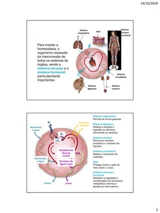 14/10/2018
3
Para manter a
homeostasia, o
organismo necessita
da interconexão de
todos os sistemas de
órgãos, sendo o
sistema nervoso e o
sistema hormonal
particularmente
importantes.
Sistema
respiratório
Pele
Sistema
nervoso
e hormonal
Sistema
circulatório
Sistema
urinário
Sistema
digestivo
Sistema respiratório
Permite as trocas gasosas.
Sistema digestivo
Realiza a receção e
digestão do alimento,
eliminando os resíduos.
Sistema urinário
Elimina os resíduos
azotados e o excesso de
líquidos.
Sistema circulatório
Realiza o transporte de
materiais.
Pele
Protege contra a ação do
meio sobre o corpo.
Sistema nervoso e
hormonal
Realizam a regulação e
coordenação dos processos
metabólicos internos e
ajustes ao meio externo.
Alimentos
e água
Nutrientes
e água
Fezes
Ar
O2
CO2
Urina
Substâncias
tóxicas
(ureia)
Excesso de
água e sais
Excesso
de calor
 