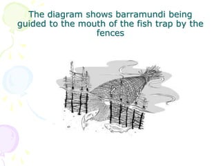 The diagram shows barramundi being
guided to the mouth of the fish trap by the
fences
 