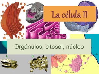 Orgánulos, citosol, núcleo
La célula II
 
