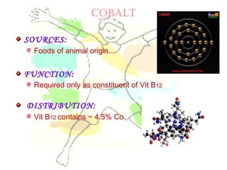 COBALT
SOURCES:
Foods of animal origin
FUNCTION:
Required only as constituent of Vit B12
DISTRIBUTION:
Vit B12 contains ~ 4.5% Co
 