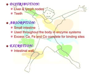 DISTRIBUTION:
Liver & lymph nodes
Teeth
ABSORPTION:
Small intestine
Used throughout the body in enzyme systems
Excess Ca, Fe and Co compete for binding sites
EXCRETION:
Intestinal wall
 