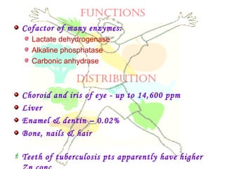 fUnctionS
Cofactor of many enzymes:
Lactate dehydrogenase
Alkaline phosphatase
Carbonic anhydrase
Choroid and iris of eye - up to 14,600 ppm
Liver
Enamel & dentin – 0.02%
Bone, nails & hair
 Teeth of tuberculosis pts apparently have higher
diStRiBUtion
 