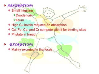 ABSORPTION:
Small intestine
Duodenum
Ileum
High Cu levels reduced Zn absorption
Ca, Fe, Cd, and Cr compete with it for binding sites
Phytate in bread
EXCRETION:
Mainly excreted in the feces
 