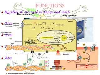 Rigidity & strength to bones and teeth
Blood coagulation
Neuromuscular contraction
Stabilize cell membrane and permeability
Acts as a secondary messenger/ stimulus response
coupling
FUNCTIONS
 