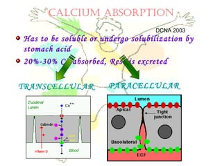 CALCIUM ABSORPTION
Has to be soluble or undergo solubilization by
stomach acid
20%-30% Ca absorbed, Rest is excreted
TRANSCELLULAR PARACELLULAR
DCNA 2003
 