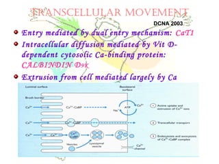TRANSCELLULAR MOVEMENT
Entry mediated by dual entry mechanism: CaT1
Intracellular diffusion mediated by Vit D-
dependent cytosolic Ca-binding protein:
CALBINDIN D9K
Extrusion from cell mediated largely by Ca
extruding enzyme: CaATPase
DCNA 2003
 