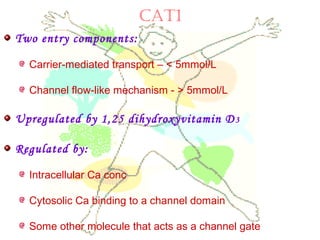 CAT1
Two entry components:
Carrier-mediated transport – < 5mmol/L
Channel flow-like mechanism - > 5mmol/L
Upregulated by 1,25 dihydroxyvitamin D3
Regulated by:
Intracellular Ca conc
Cytosolic Ca binding to a channel domain
Some other molecule that acts as a channel gate
 