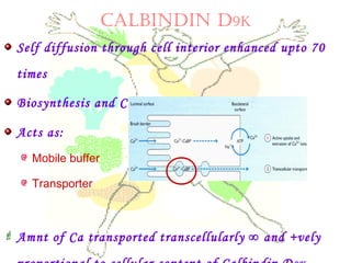 CALBINDIN D9K
Self diffusion through cell interior enhanced upto 70
times
Biosynthesis and Conc ∞ Vit D3
Acts as:
Mobile buffer
Transporter
 Amnt of Ca transported transcellularly ∞ and +vely
 