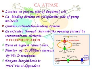CA ATPASE
Located on plasma side of duodenal cell
Ca- binding domain on cytoplasmic side of pump
molecule
Contain calmodulin-binding domain
Ca extruded through channel-like opening formed by
transmenbrane elements
PHOSPHORYLATION
 Even at highest transit rate
 Number of Ca ATPase increased
by Vit D treatment
 Enzyme biosynthesis is
NOT Vit D dependent
 