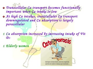 Transcellular Ca transport becomes functionally
important when Ca intake is low
At high Ca intakes, transcellular Ca transport
downregulated and Ca absorption is largely
paracellular
 Ca absorption increased by increasing intake of Vit
D3
 Elderly women
 