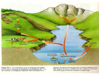 RDA:
Adequate Intake
0-6 months - 100 mg
6-12 months - 275 mg
Estimated Average Requirements
1-3 years - 380 mg
4-8 years - 405 mg
9-18 years -1,055 mg
19-70+ years - 800-1200 mg
Pregnant & lactating women
 
