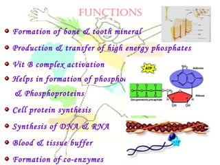 FUNCTIONS
Formation of bone & tooth mineral
Production & transfer of high energy phosphates
Vit B complex activation
Helps in formation of phospholipids
& Phosphoproteins
Cell protein synthesis
Synthesis of DNA & RNA
Blood & tissue buffer
Formation of co-enzymes
 