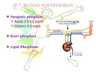 BLOOD PHOSPHORUS
Inorganic phosphate
Adults 2.5-4.5 mg/dl
Children 3-5 mg/dl
Ester phosphate
Lipid Phosphorus
 