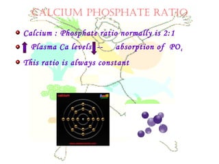 CALCIUM PHOSPHATE RATIO
Calcium : Phosphate ratio normally is 2:1
Plasma Ca levels -- absorption of PO4
This ratio is always constant
 