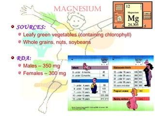 MAGNESIUM
SOURCES:
Leafy green vegetables (containing chlorophyll)
Whole grains, nuts, soybeans
RDA:
Males – 350 mg
Females – 300 mg
 