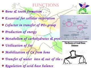 FUNCTIONS
Bone & tooth formation
Essential for cellular respiration
Cofactor in transfer of PO4 group
Production of energy
Metabolism of carbohydrates & protein
Utilization of fat
Mobilization of Ca from bone
Transfer of water into & out of the cells
Regulation of acid-base balance
 
