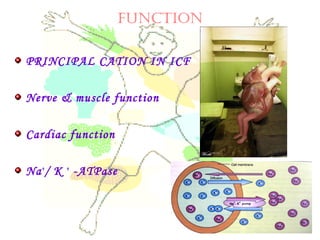 fUNCTION
PRINCIPAL CATION IN ICF
Nerve & muscle function
Cardiac function
Na+
/ K +
-ATPase
 