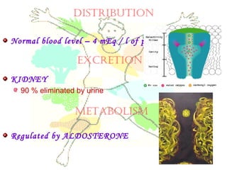 DISTrIBUTION
Normal blood level – 4 mEq / l of plasma
KIDNEY
90 % eliminated by urine
Regulated by ALDOSTERONE
ExCrETION
METABOLISM
 