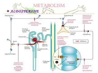 METABOLISM
ALDOSTERONE
 
