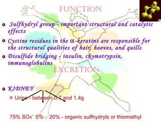 Sulfhydryl group - important structural and catalytic
effects
Cystine residues in the α-keratins are responsible for
the structural qualities of hair, hooves, and quills
Disulfide bridging - insulin, chymotrypsin,
immunoglobulins
KIDNEY
Urine - between 0.7 and 1.4g
75% SO4
--
5% 20% - organic sulfhydryls or thiomethyl
ExCrETION
fUNCTION
 