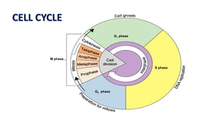 M Phase Process 2-190118112234.pdf