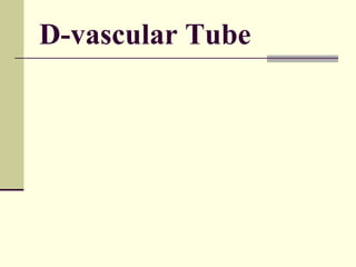 D-vascular Tube
 