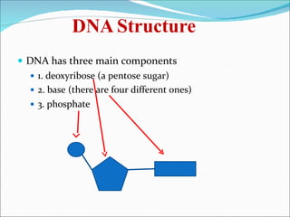 DNA Structure
 DNA has three main components
 1. deoxyribose (a pentose sugar)
 2. base (there are four different ones)
 3. phosphate
 