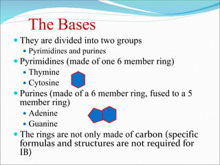 The Bases
 They are divided into two groups
 Pyrimidines and purines
 Pyrimidines (made of one 6 member ring)
 Thymine
 Cytosine
 Purines (made of a 6 member ring, fused to a 5
member ring)
 Adenine
 Guanine
 The rings are not only made of carbon (specific
formulas and structures are not required for
IB)
 