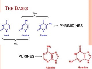 THE BASES
PURINES
PYRIMIDINES
 