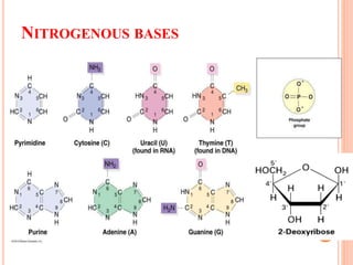 NITROGENOUS BASES
 